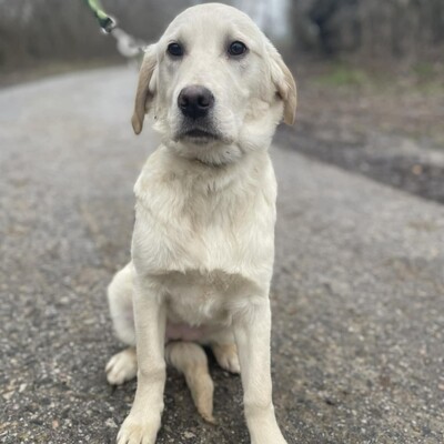 💥Naina Labrador /Retriever Mixwelpin sucht ein tolles Zuhause bei lieben Menschen 💥, Labrador /Retriever Mixwelpin Welpen - Hündin