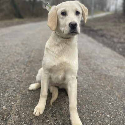 💥Naina Labrador /Retriever Mixwelpin sucht ein tolles Zuhause bei lieben Menschen 💥, Labrador /Retriever Mixwelpin Welpen - Hündin