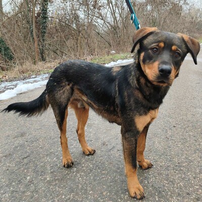 🐶Nakir ist ein großer Menschenfreund, er ist freundlich und nett 🥰, Mischling - Rüde