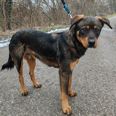 🐶Nakir ist ein großer Menschenfreund, er ist freundlich und nett 🥰, Mischling - Rüde