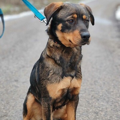 🐶Nakir ist ein großer Menschenfreund, er ist freundlich und nett 🥰, Mischling - Rüde