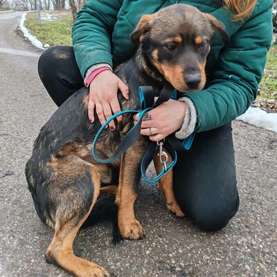 🐶Nakir ist ein großer Menschenfreund, er ist freundlich und nett 🥰, Mischling - Rüde