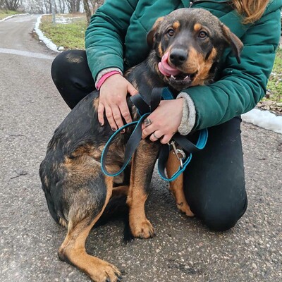 🐶Nakir ist ein großer Menschenfreund, er ist freundlich und nett 🥰, Mischling - Rüde