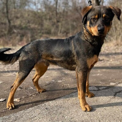 🐶Nakir ist ein großer Menschenfreund, er ist freundlich und nett 🥰, Mischling - Rüde