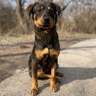 🐶Nakir ist ein großer Menschenfreund, er ist freundlich und nett 🥰, Mischling - Rüde