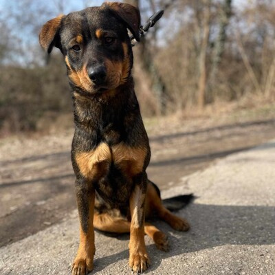 🐶Nakir ist ein großer Menschenfreund, er ist freundlich und nett 🥰, Mischling - Rüde