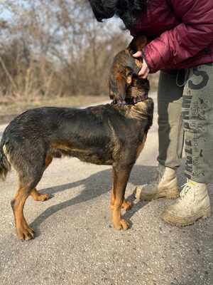 🐶Nakir ist ein großer Menschenfreund, er ist freundlich und nett 🥰, Mischling - Rüde