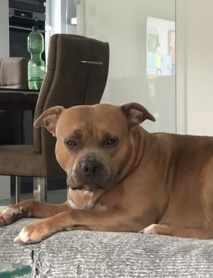 Nala, Bully - Hündin