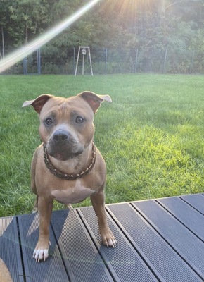 Nala, Bully - Hündin