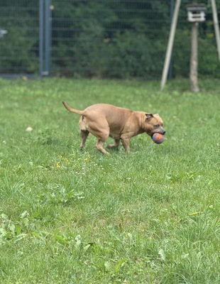 Nala, Bully - Hündin