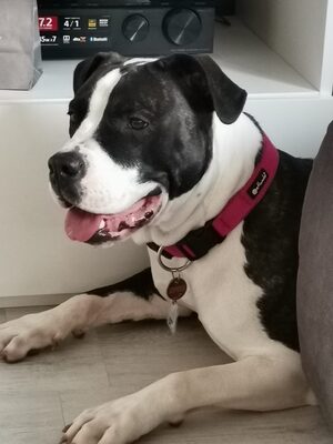 Nala, CaneCorso Old English Bulldog - Hündin