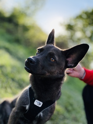 Nala