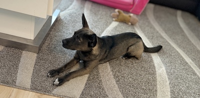 Nala, Dackel, Belgischer Schäferhund - Hündin