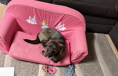 Nala, Dackel, Belgischer Schäferhund - Hündin
