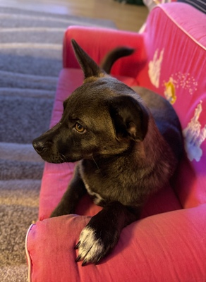 Nala, Dackel, Belgischer Schäferhund - Hündin