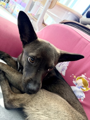 Nala, Dackel, Belgischer Schäferhund - Hündin