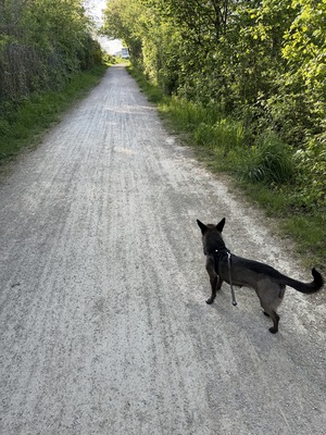 Nala, Dackel, Belgischer Schäferhund - Hündin