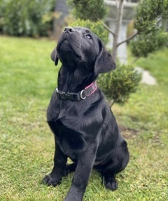 Nala, Labrador Welpen - Hündin