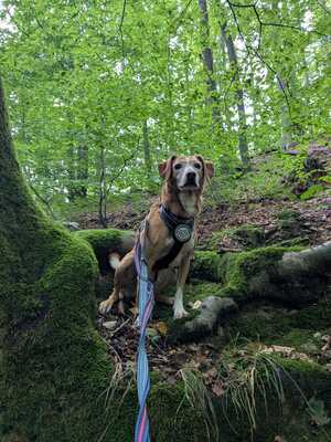 Nala, Mischling - Hündin