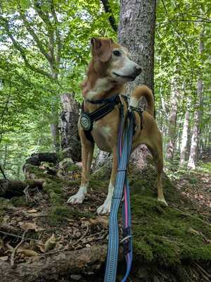 Nala, Mischling - Hündin