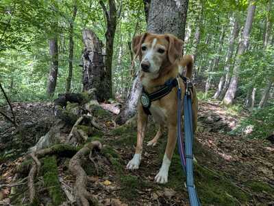 Nala, Mischling - Hündin