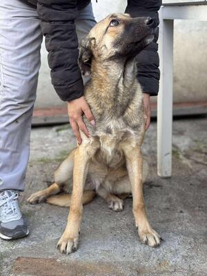 Nala, Mischling - Hündin