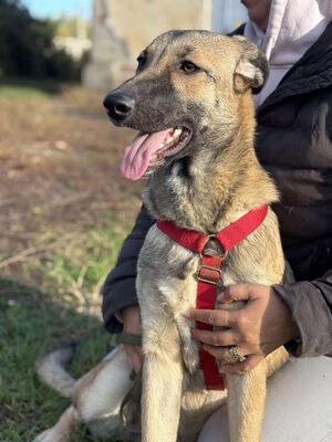 Nala, Mischling - Hündin