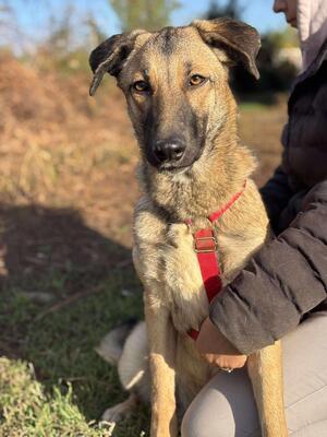 Nala, Mischling - Hündin