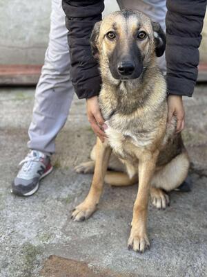 Nala, Mischling - Hündin