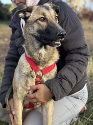 Nala, Mischling - Hündin