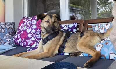 Nala, Mischling - Hündin