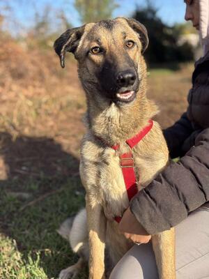 Nala, Mischling - Hündin