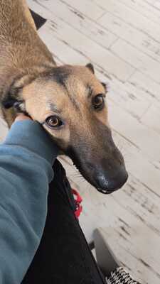 Nala, Mischling - Hündin