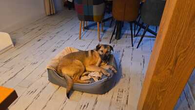 Nala, Mischling - Hündin