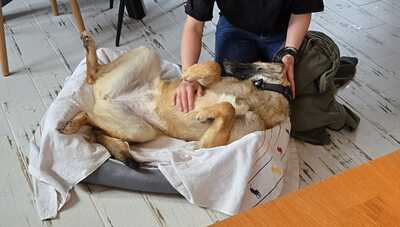 Nala, Mischling - Hündin