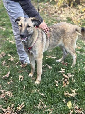 Nala, Mischling - Hündin