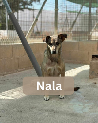 Nala - Paten gesucht, Mischling - Hündin