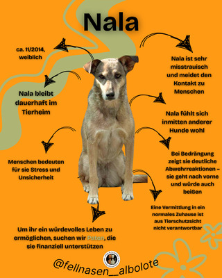 Nala - Paten gesucht, Mischling - Hündin