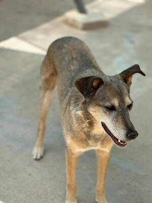 Nala - Paten gesucht, Mischling - Hündin