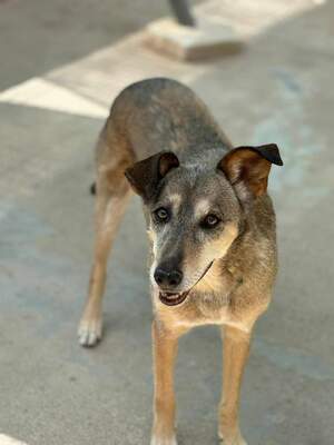 Nala - Paten gesucht, Mischling - Hündin