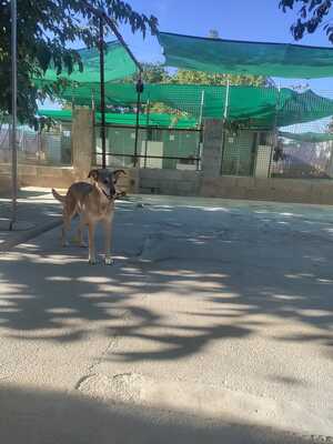 Nala - Paten gesucht, Mischling - Hündin