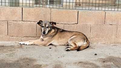 Nala - Paten gesucht, Mischling - Hündin