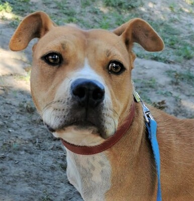 Nala, Staff-Mischling - Hündin