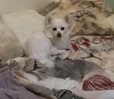 Nala, Zwergspitz - Hündin