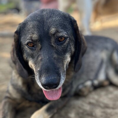 Nala -  absolut liebenswert mit einem offenen Wesen 🌷