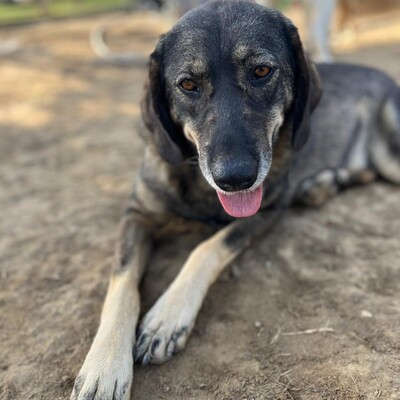 Nala - absolut liebenswert mit einem offenen Wesen 🌷, Mischling - Hündin