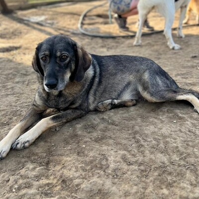 Nala - absolut liebenswert mit einem offenen Wesen 🌷, Mischling - Hündin