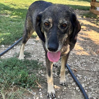 Nala - eine absolut liebenswerte Hündin mit einem offenen Wesen, Mischling - Hündin