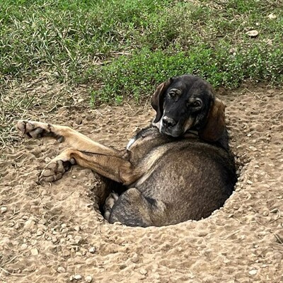 Nala - eine absolut liebenswerte Hündin mit einem offenen Wesen, Mischling - Hündin