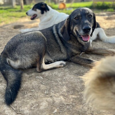 Nala - eine freundliche und neugierige Hündin, Schäferhund-Mischling - Hündin